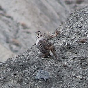Himalayan Snowcock (Tetraogallus himalayensis)