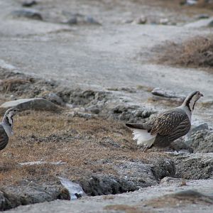 Himalayan Snowcocks (Tetraogallus himalayensis)