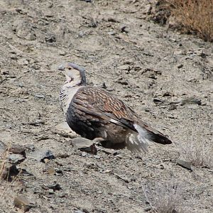 Himalayan Snowcock (Tetraogallus himalayensis)