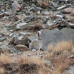 Woolly Hare (Lepus oiostolus)