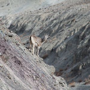 Bharal (Pseudois nayaur)