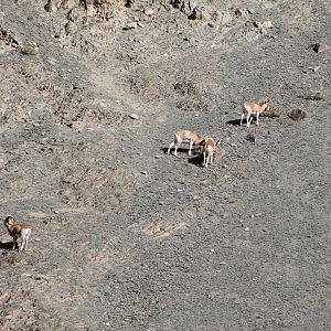 Ladakh Urial (Ovis orientalis vignei)