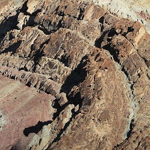 Bharal (Pseudois nayaur) on cliffs