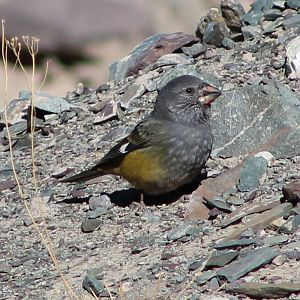 White-winged Grosbeak (Mycerobas carnipes)