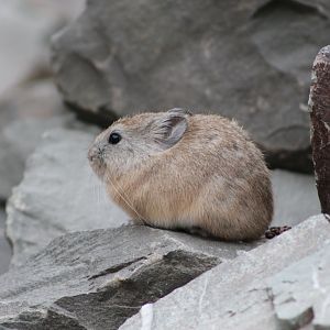 Large-eared Pika (Ochotona macrotis)