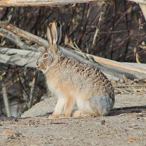 Woolly Hare (Lepus oiostolus)