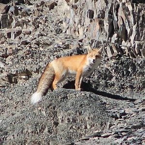 Red Fox (Vulpes vulpes montana)