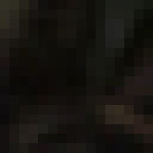 Sumatran Tiger family