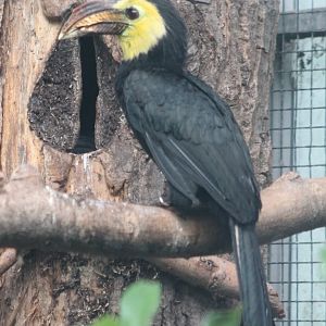Southern Sulawesi tarictic hornbill male at the nest