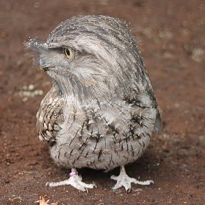 IMG_3738 Tawny frogmouth