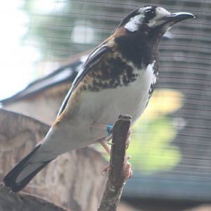 Chestnut-backed ground-thrush