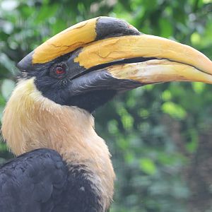 Great Indian hornbill