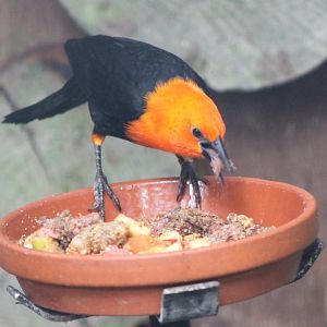 Scarlet-headed blackbird