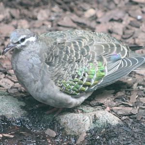 Common bronzewing