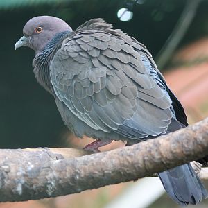 Picazuro pigeon