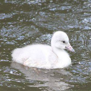 Trumpeter swan chick