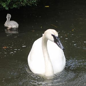 Trumpeter swans