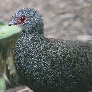 Germain's  peacock-pheasant