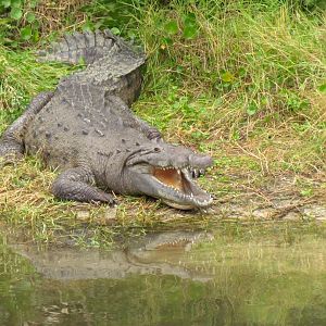 American Crocodile
