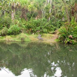 American Crocodile Exhibit