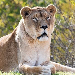 African Lion 04
