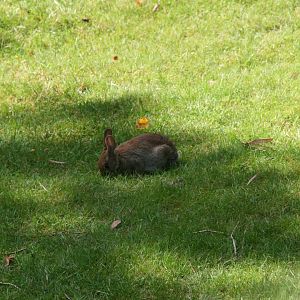 European rabbit