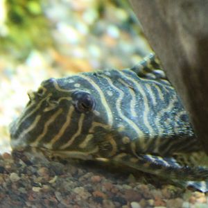 IMG 2732 Yellow King Tiger Catfish