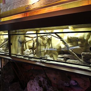 IMG_2719 Viper Enclosures