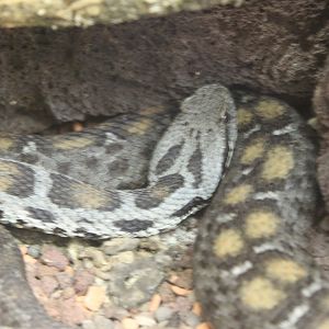 IMG_2725 Wagners Mountain Viper