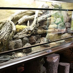 IMG_2727 Enclosure Wagners Mountain Viper