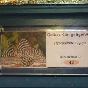 Sign " Yellow King Tiger" catfish