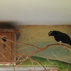 Greater hill myna