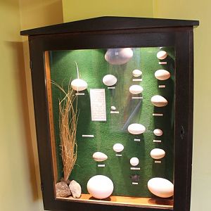 Egg display