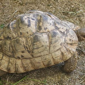 Leopard tortoise