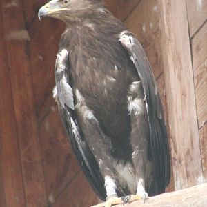 Greater spotted eagle