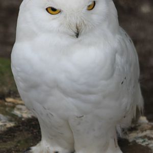 Snowy owl