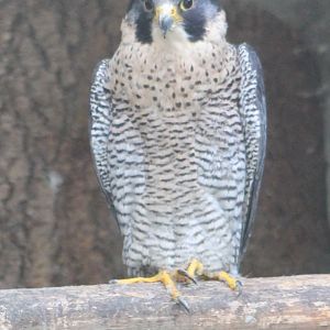 Peregrime falcon