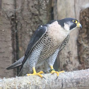 Peregrime falcon