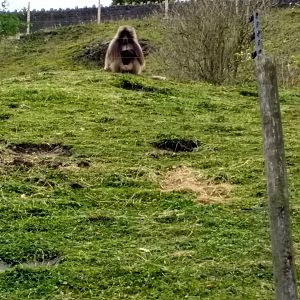 Gelada bachelor group