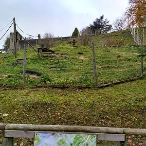 Gelada bachelor group