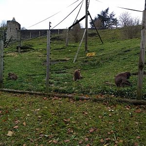 Gelada bachelor group