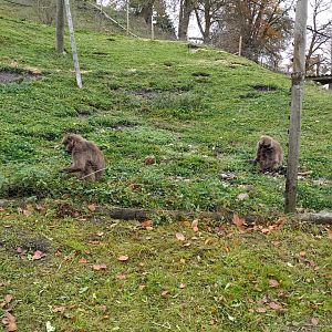 Gelada bachelor group