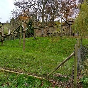 Columbian Black Spider Monkey