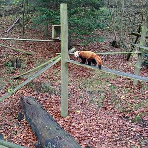 Red Panda