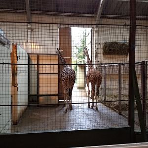 Giraffe House