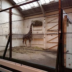 Giraffe House