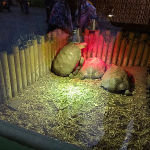 Spur Thighed Tortoise Mating