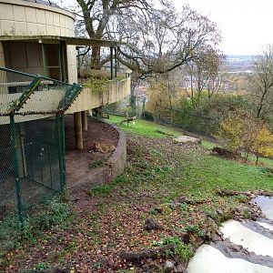 Asiatic Lions and Tecton