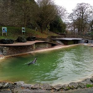 Sea Lion Pool