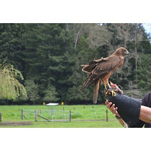 Swamp Harrier ( Circus approximans )